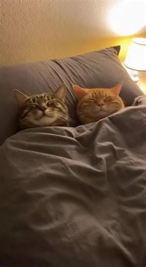 cats sleeping together #cats #sleeping #viral #fyp #cctv