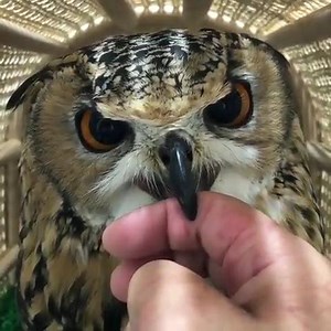 28K views · 323 shares | That's really cool!  | I Love My Owls | Facebook