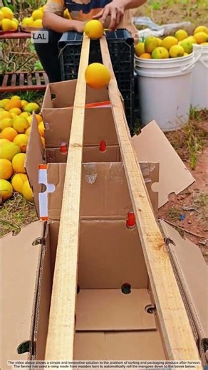 Tips for classifying mango sizes