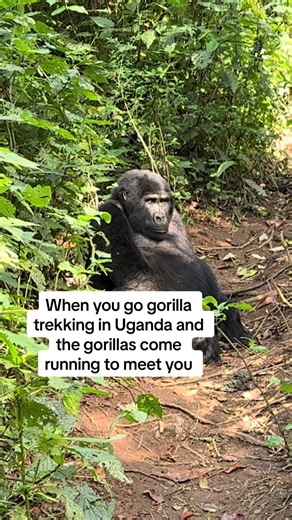 Gorilla Trekking Adventure in Uganda's Bwindi Forest