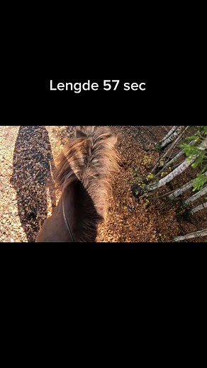 #CapCut bare mist som vill hjem😂 jeg driver å lager en video, så kommer en til idag❤️💙🤎 #gopro #horses #horse #hest #fyp #foryou #foryoupage #fypシ #humor #elskerhester