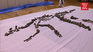 Complete dinosaur skeleton found in Hokkaido
