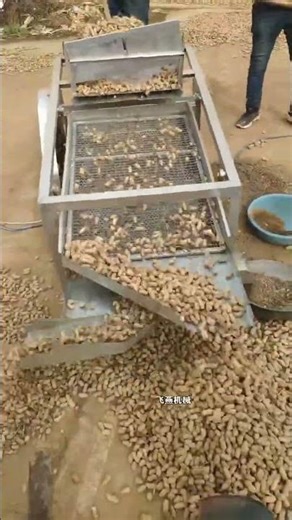 Peanut seed screening machine, capable of screening multiple materials, including corn. #shorts