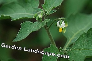 Care of the garden: Is cherry laurel poisonous - plant and berries? | 2025