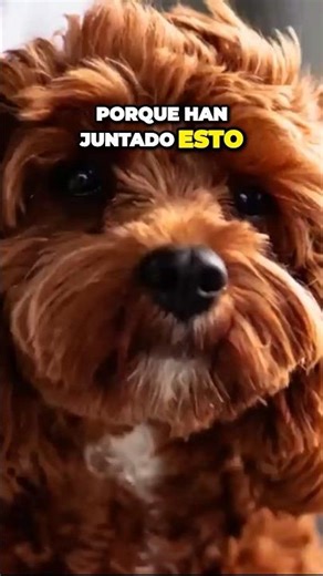 CAVAPOO OR CAVOODLE DOGS: A PROBLEMATIC HYBRID BREED