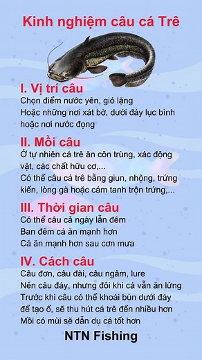 Kinh nghiệm câu cá trê: Cách câu cá trê hiệu quả