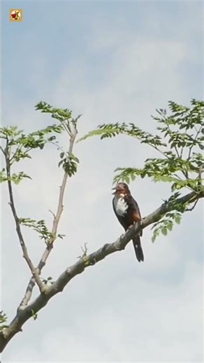 Kingfisher Sounds (Calling From The Branch)