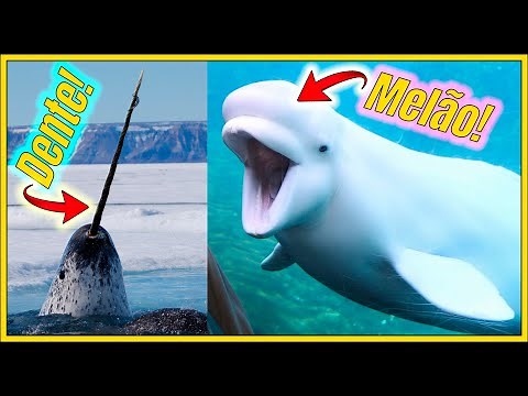 Everything about narwhals and beluga whales: the most impressive cetaceans in the Arctic!