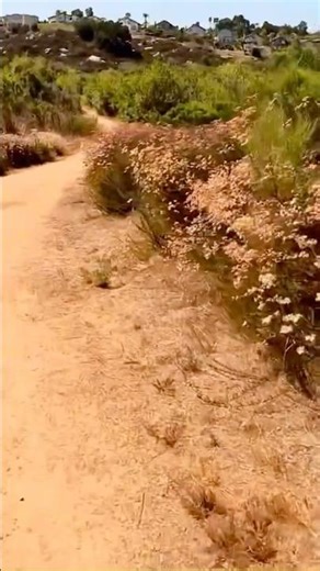 Serene Trail Walk with Mountain Backdrop | Peaceful Nature Escape