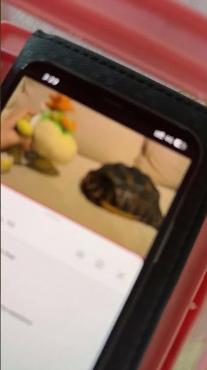 Jeffy from SML is live!