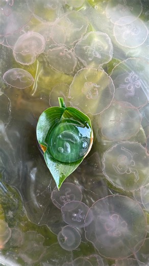 14K views · 195 reactions | Jellyfish has arrived in the Test Kitchen. In many parts of Asia, jellyfish has been considered a delicacy for centuries, appreciated for its texture and subtle flavor. Here in Denmark, it’s a rarity on the plate — and we’re excited to explore this weird and wonderful ingredient. | Noma | Facebook