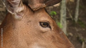 4K close-up footage of a young fallow deer eating in the forest in wild nature