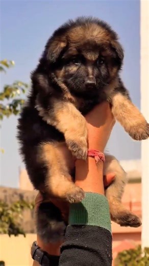 8810623046 German Shepherd male strong body trained puppy available for booking#gsd#male20k#viral