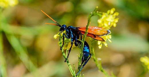 Tarantula Hawk
