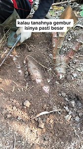 156K views · 635 reactions | Isinya besar dan panjang | Indar Lallo | Facebook