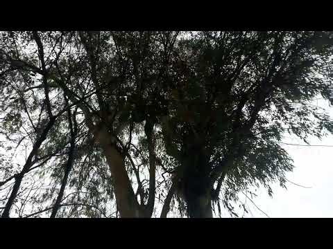 RELAXING MORNING ROUTINE MELODY ASMR NATURE