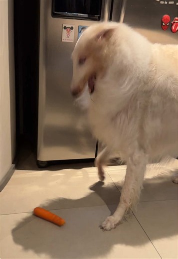 #borzoi #galgosdetiktok #borzoisoftiktok #РусскаяПсоваяБорзая #galgosdetiktok
