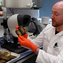 Video: Rapid Testing of Resistance of Timber to Biodegradation by Marine Wood-Boring Crustaceans