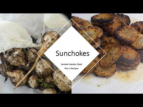 Survival Garden: Sunchokes [Jerusalem Artichokes] Plus 3 Recipes