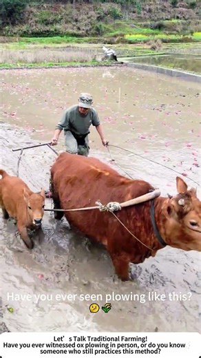 Ox Plowing in the Rice Paddy – Traditional Farming at Its Finest! 🐂🌾