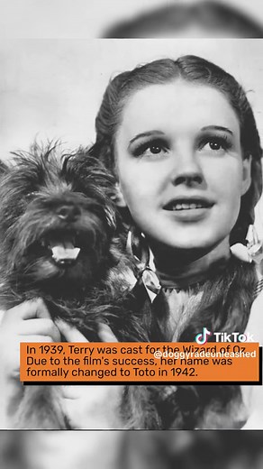 The Incredible Journey of Terry, the Beloved Cairn Terrier Who Captivated Audiences as Toto in 'The Wizard of Oz' and Became a Hollywood Legend #dogsofhistory #wizardofoz #toto