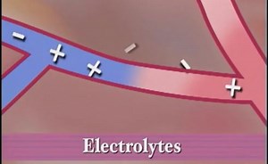 Electrolytes Mainly Found In Extra Cellular Fluid