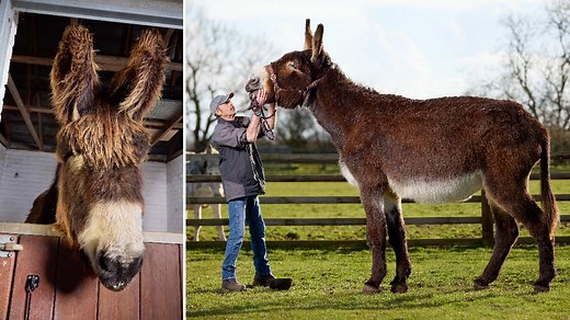 World's tallest donkey living his best life alongside pal with record-breaking ears