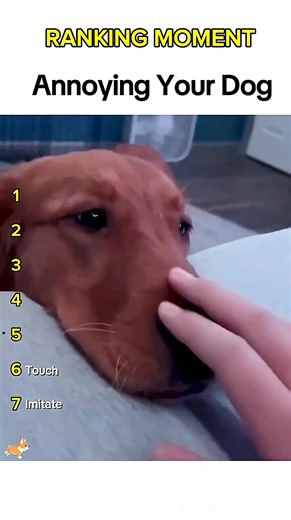 Annoying Your Dog Compilation: Funny Pet Reactions
