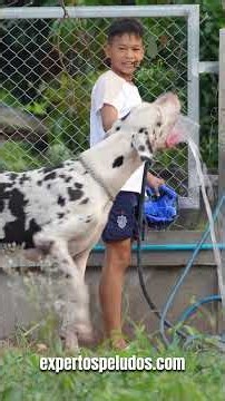What You Weren't Told About the Great Dane 🐶 #petexperts #dogfacts #dog #greatdane