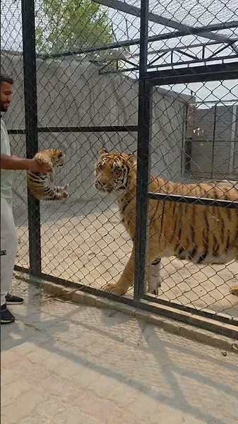 Series 121: After Long Time: Tiger Cub Meets His Father ❤️🐆