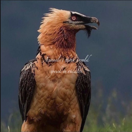 The Enigmatic Animal That Talks in Riddles