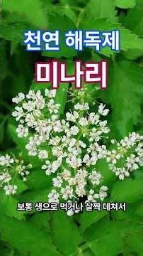천연 해독제, 미나리[Oenanthe javanica (Blume) DC.]