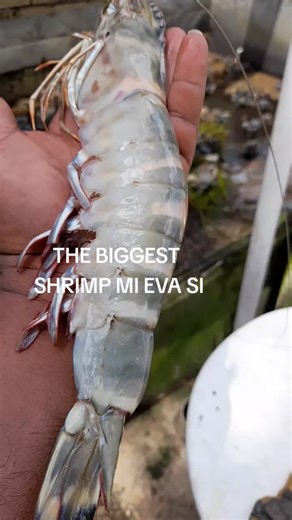 the biggest shrimp I have ever seen in my life how about you?