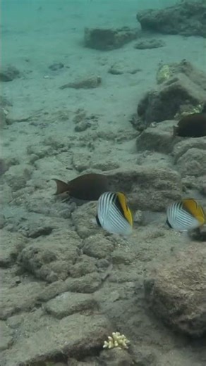 Threadfin Butterflyfish Trio Moving Gracefully at Dusk 🤿🐠🌅