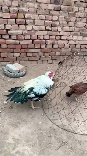Why Is My White Java Acting Like This 😂🐓 #WhiteJava #Aseel #Poultry #Funny #Viral