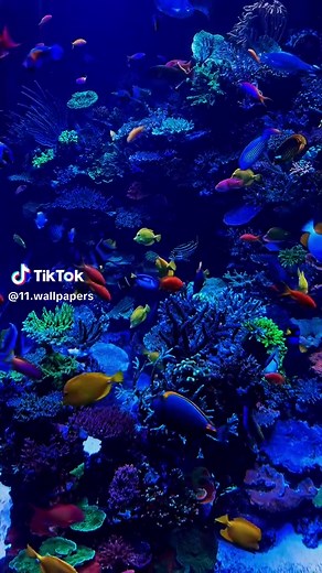 خلفيات متحركة 4K فخمة تحت الماء