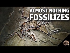 The Brutal Truth About Becoming a Fossil