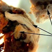 T Rex guts excavated