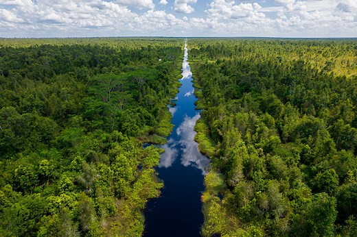 Lestari Capital: RIMBA COLLECTIVE: DELIVERING FOREST CONSERVATION & RESTORATION AT SCALE