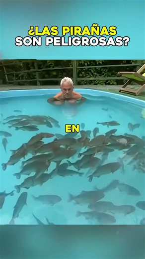 Can piranhas really eat a person in seconds? 🐟 #animals #facts #viral