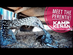 Feeding Australia's Largest Lizard