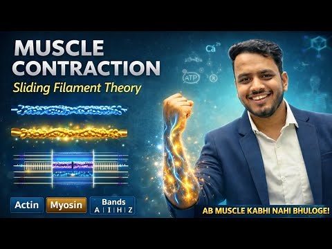 Organization of skeletal muscle | Physiology of Muscle Contraction | Neuromuscular junction #muscle