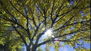 Shimmering sun rays thru the black tree branches with yellow leaves Time lapse