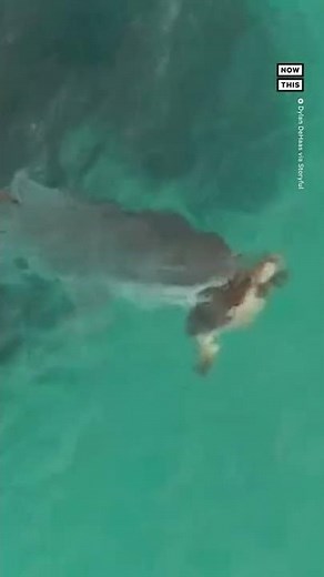 Sea Turtle Narrowly Escapes Tiger Shark Attack