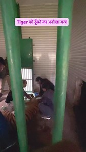 17K views · 4.7K reactions | Collaring in Tiger | GorakhpurZoo DrYogesh Pratap | Facebook