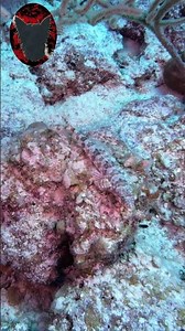 Lizardfish lounging on the reef. Mahahual Mexico #muttmutt