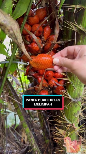 Panen Buah Salak Hutan yang Melimpah dan Segar