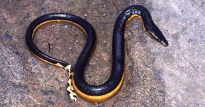 Are Sea Snakes Poisonous or Dangerous?