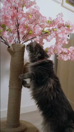 Vetreska Cherry Blossom Cat Scratcher 🌸