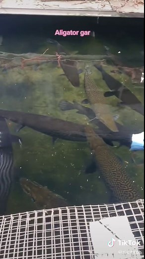 Mengenal Ikan Aligator: Ciri dan Perawatan